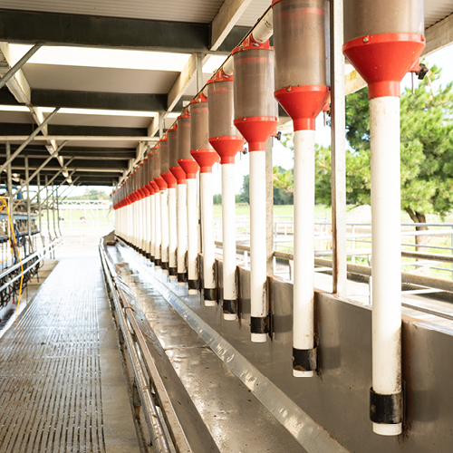 in shed feed systems